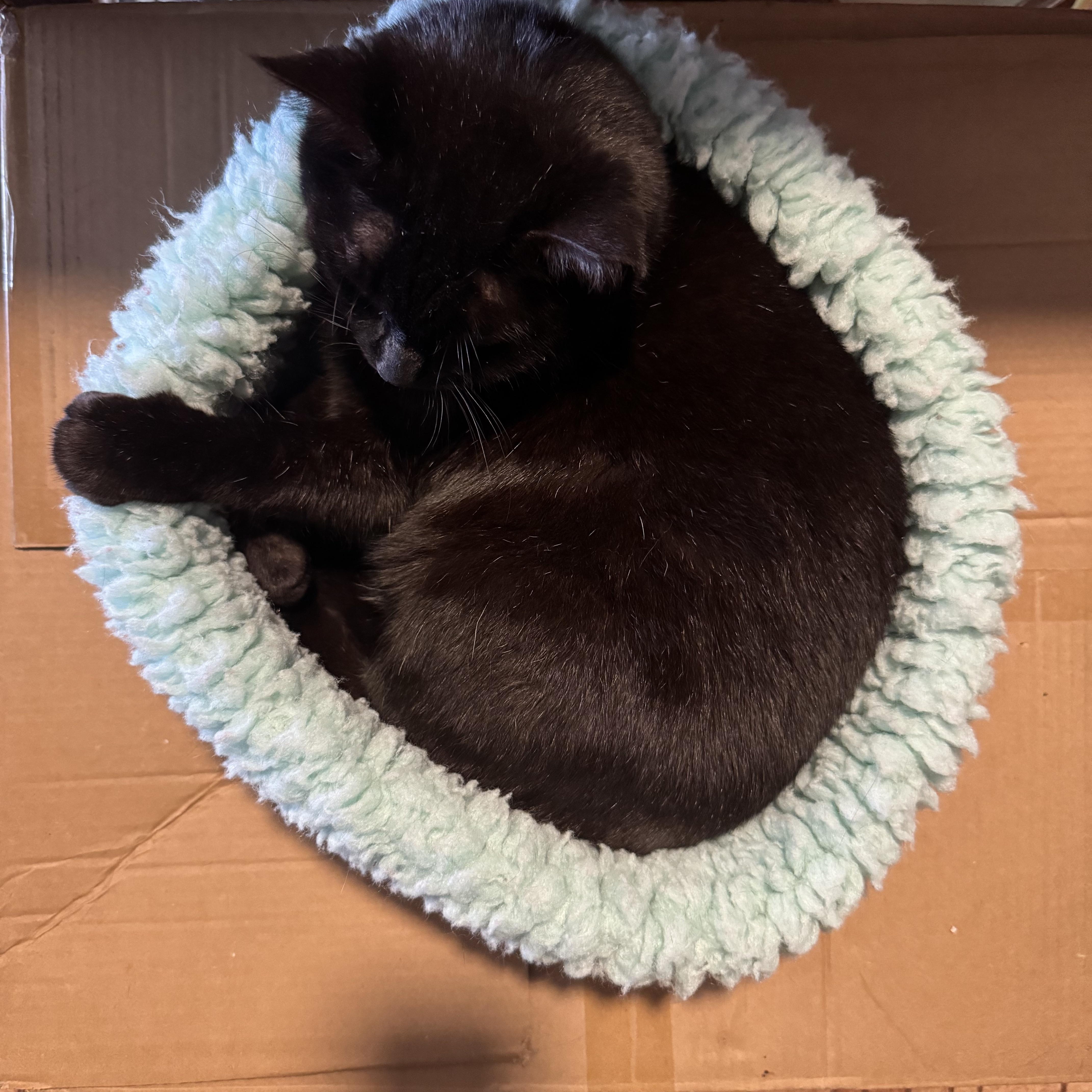 Anya & Monkey ( Bonded Pair ), a Adoptable Domestic Short Hair in Mount Holly, NC image 4/5