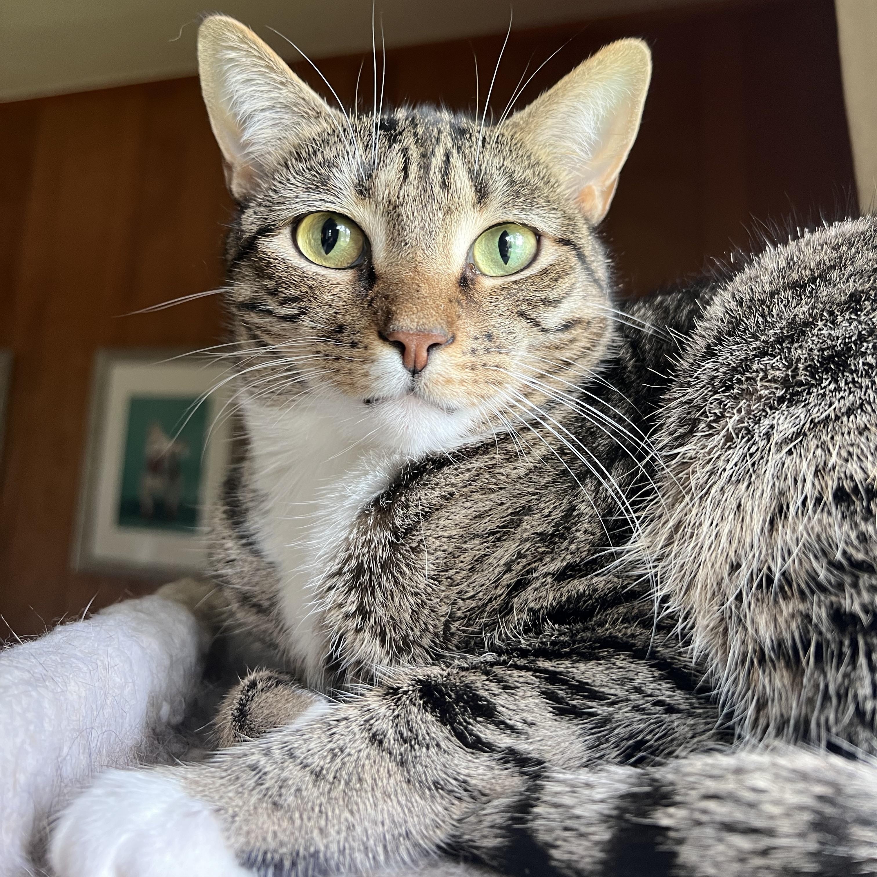 Anya, a Adoptable Tabby in Mount Holly, NC image 1/2