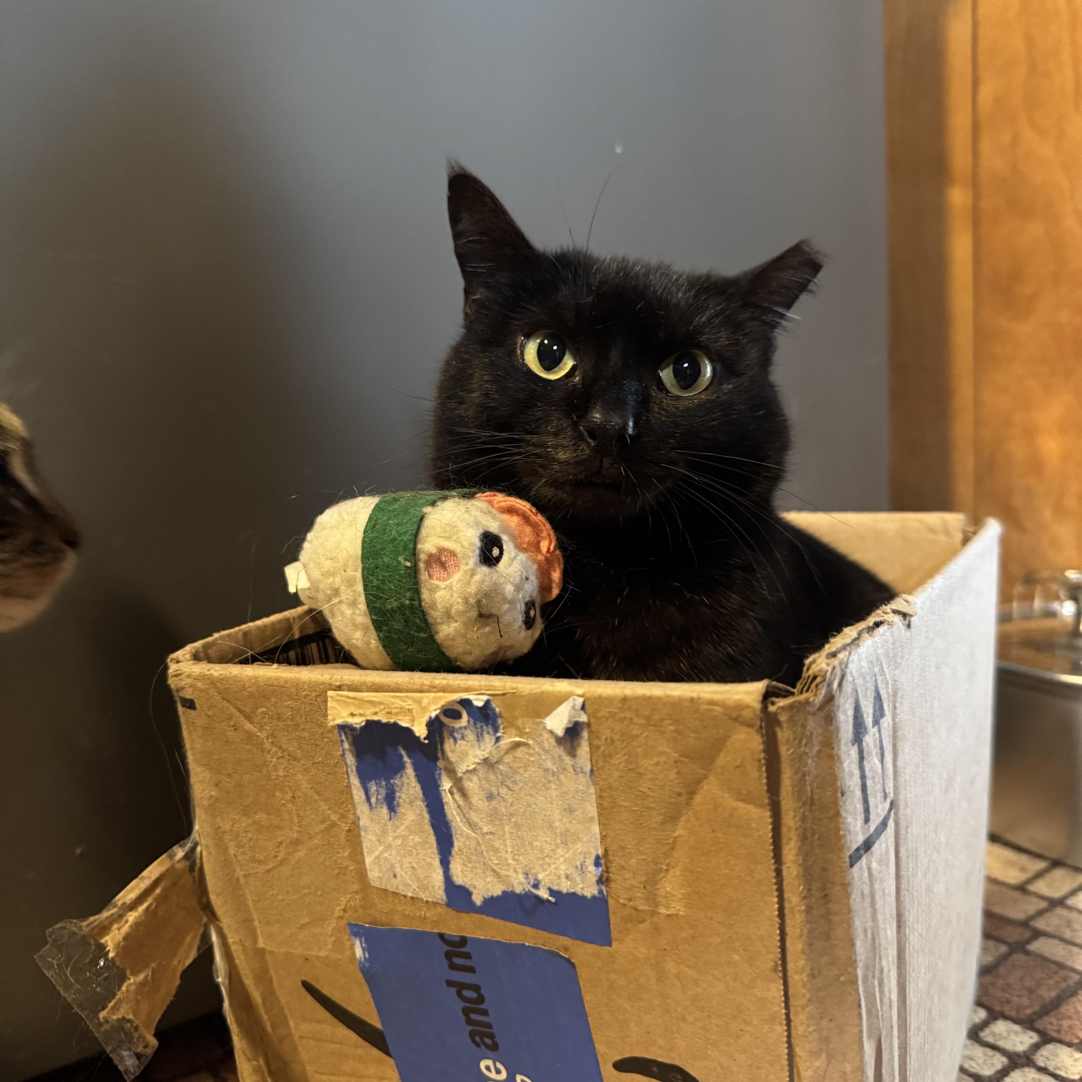 Anya & Monkey ( Bonded Pair ), a Adoptable Domestic Short Hair in Mount Holly, NC image 3/5