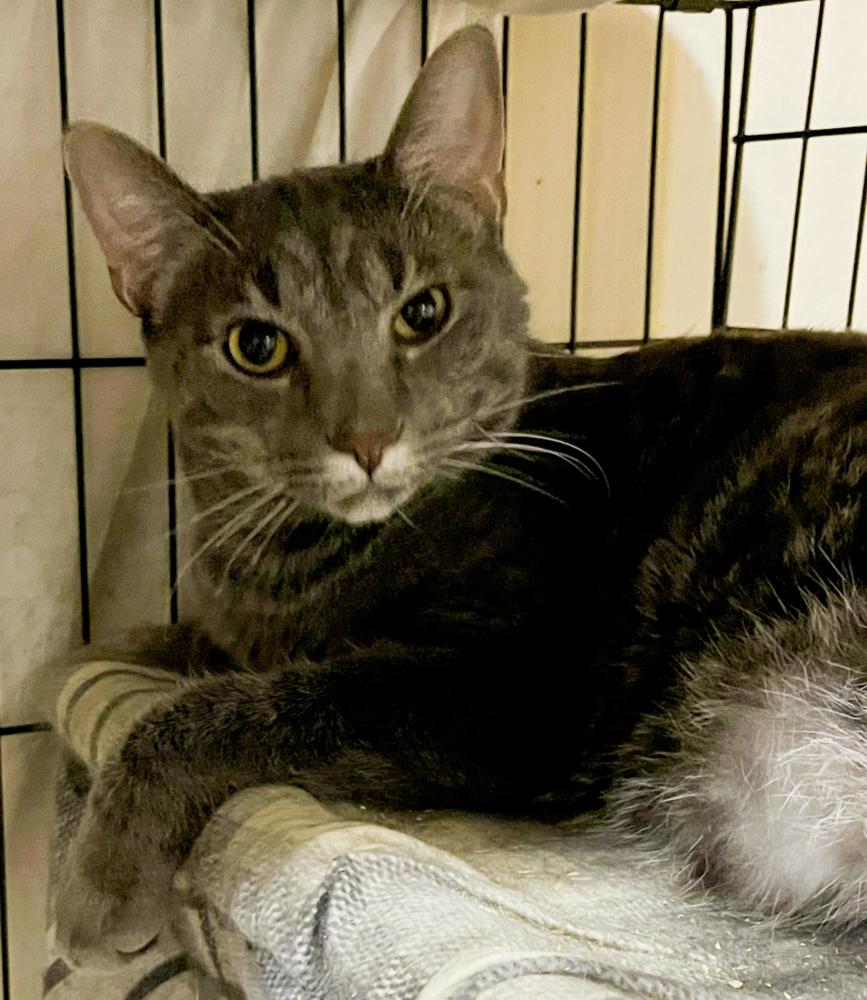 Empire State, Adoptable, Adult Male Domestic Short Hair.