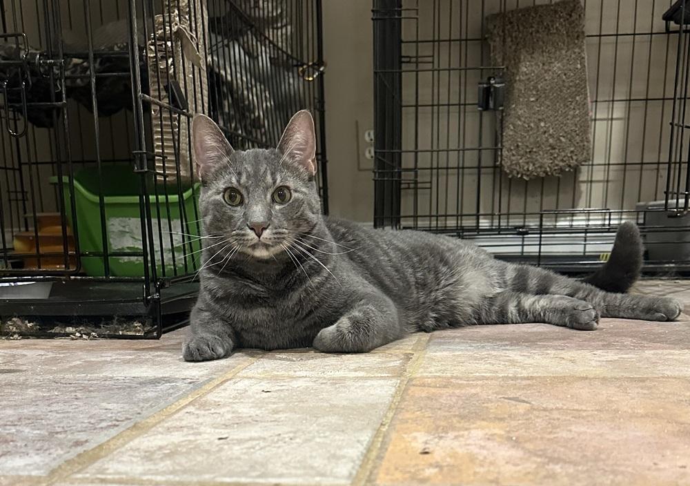 Enlarge Empire State, a Adoptable Domestic Short Hair in Loveland, OH image 2/2
