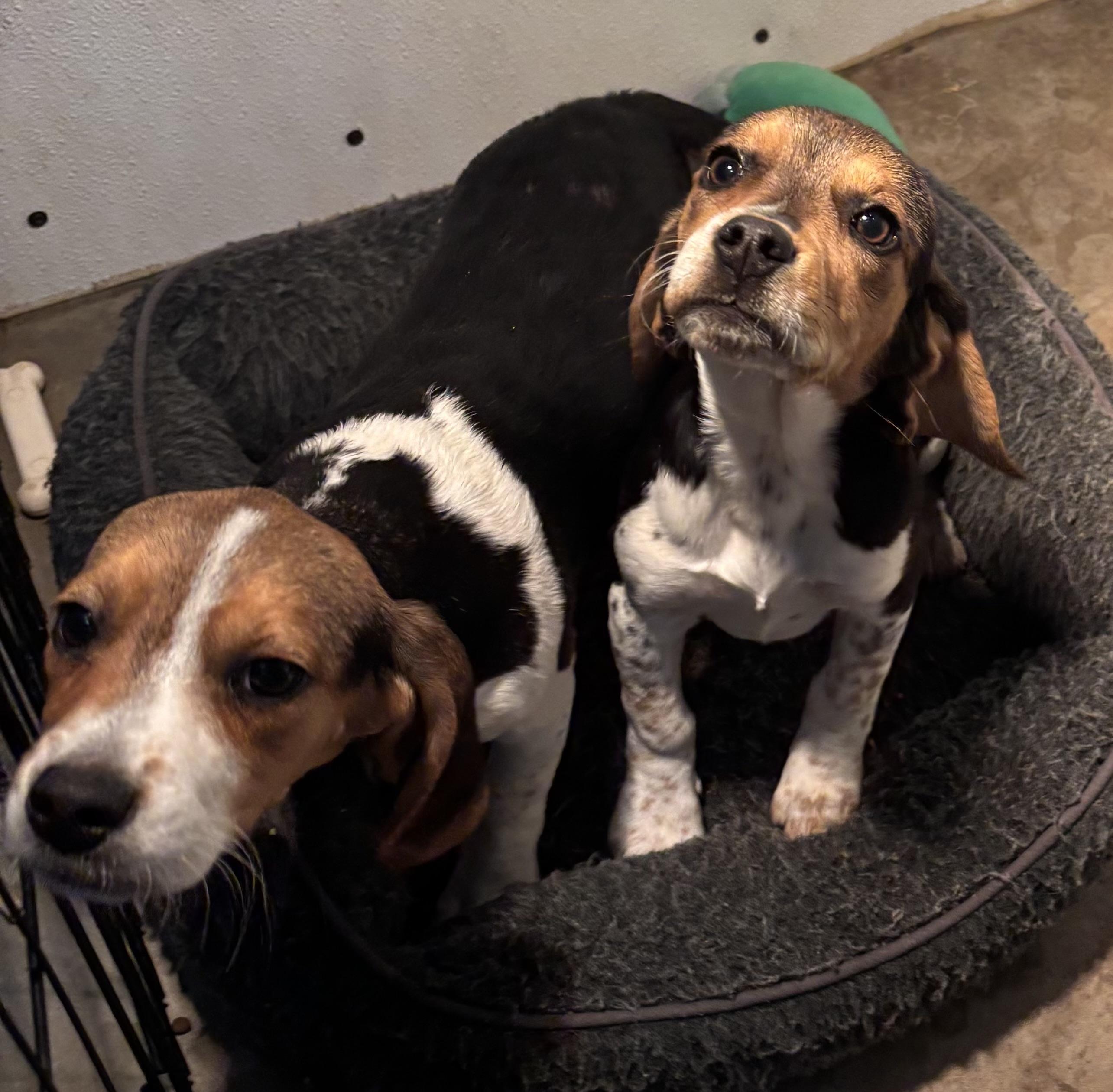 Enlarge Bridget, a ADOPTABLE Beagle in Overland Park, KS image 3/3