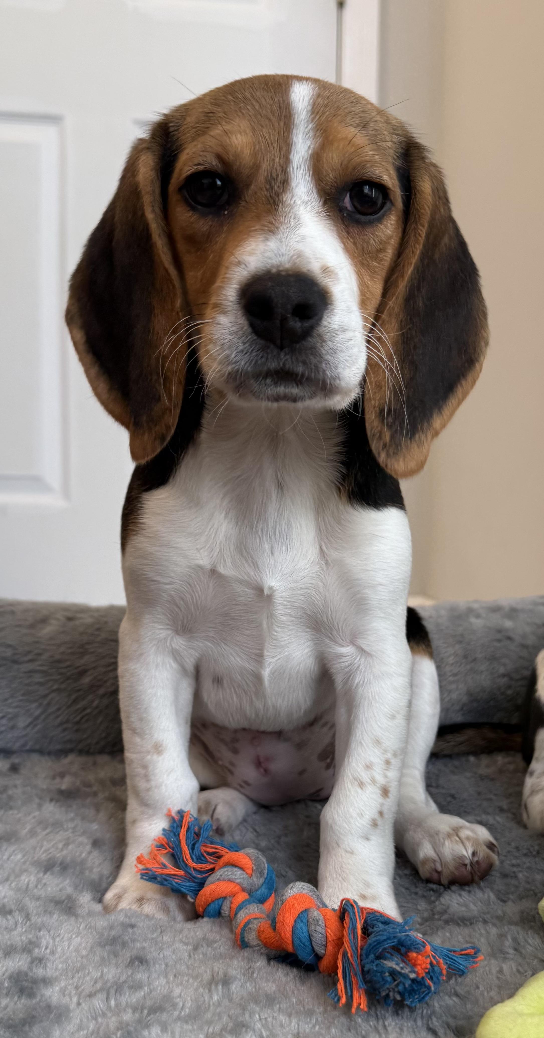 Bridget, ADOPTABLE, Puppy Female Beagle.