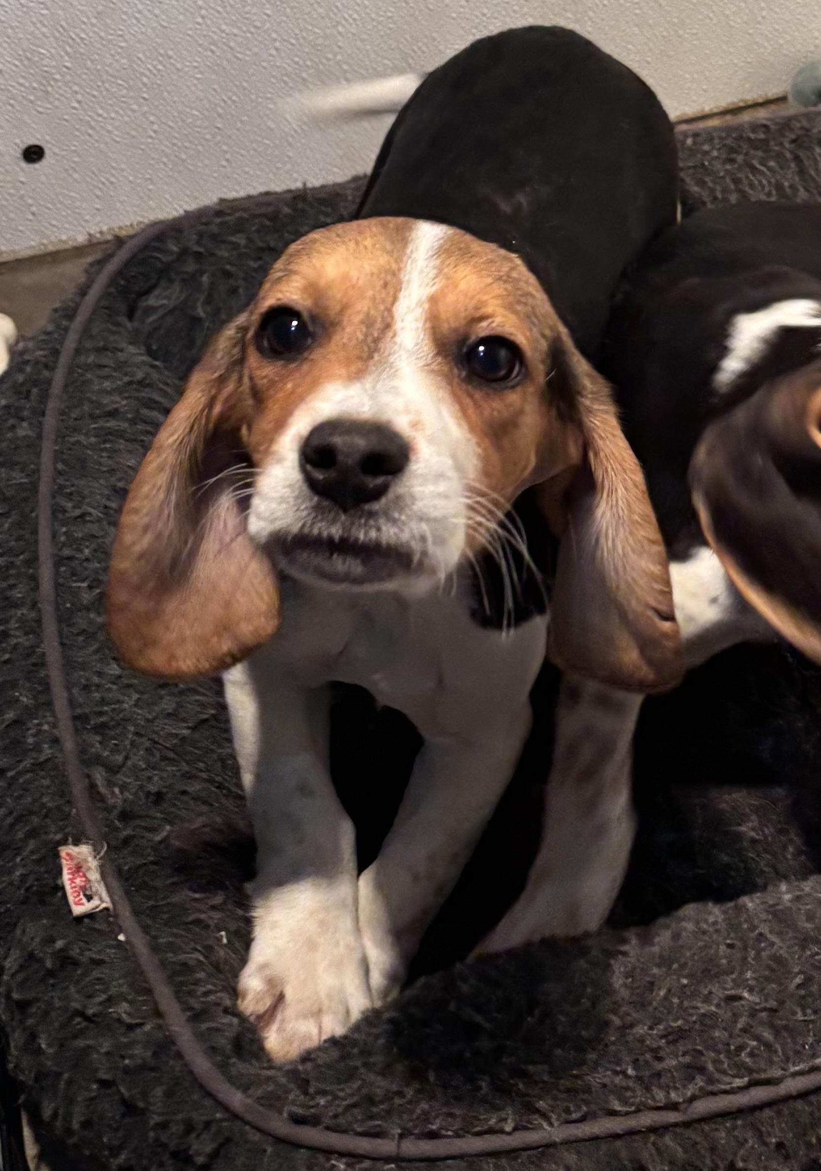 Enlarge Bridget, a ADOPTABLE Beagle in Overland Park, KS image 2/3