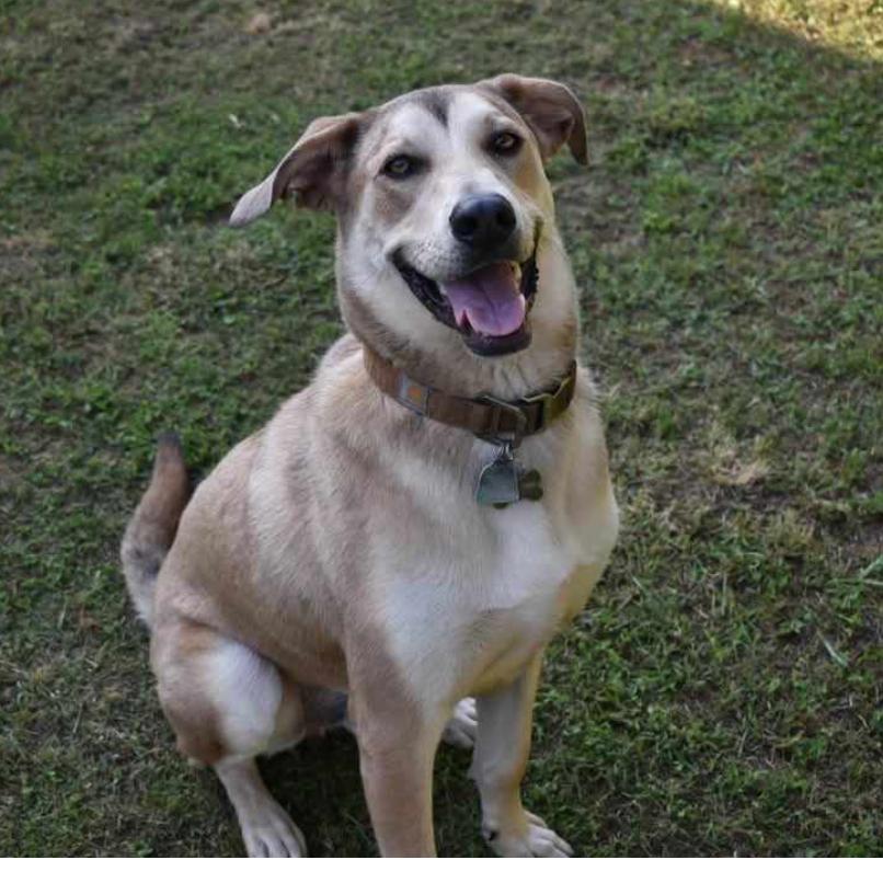 Enlarge Marni, a Adoptable mixed breed in Huntsville, AL image 1/6