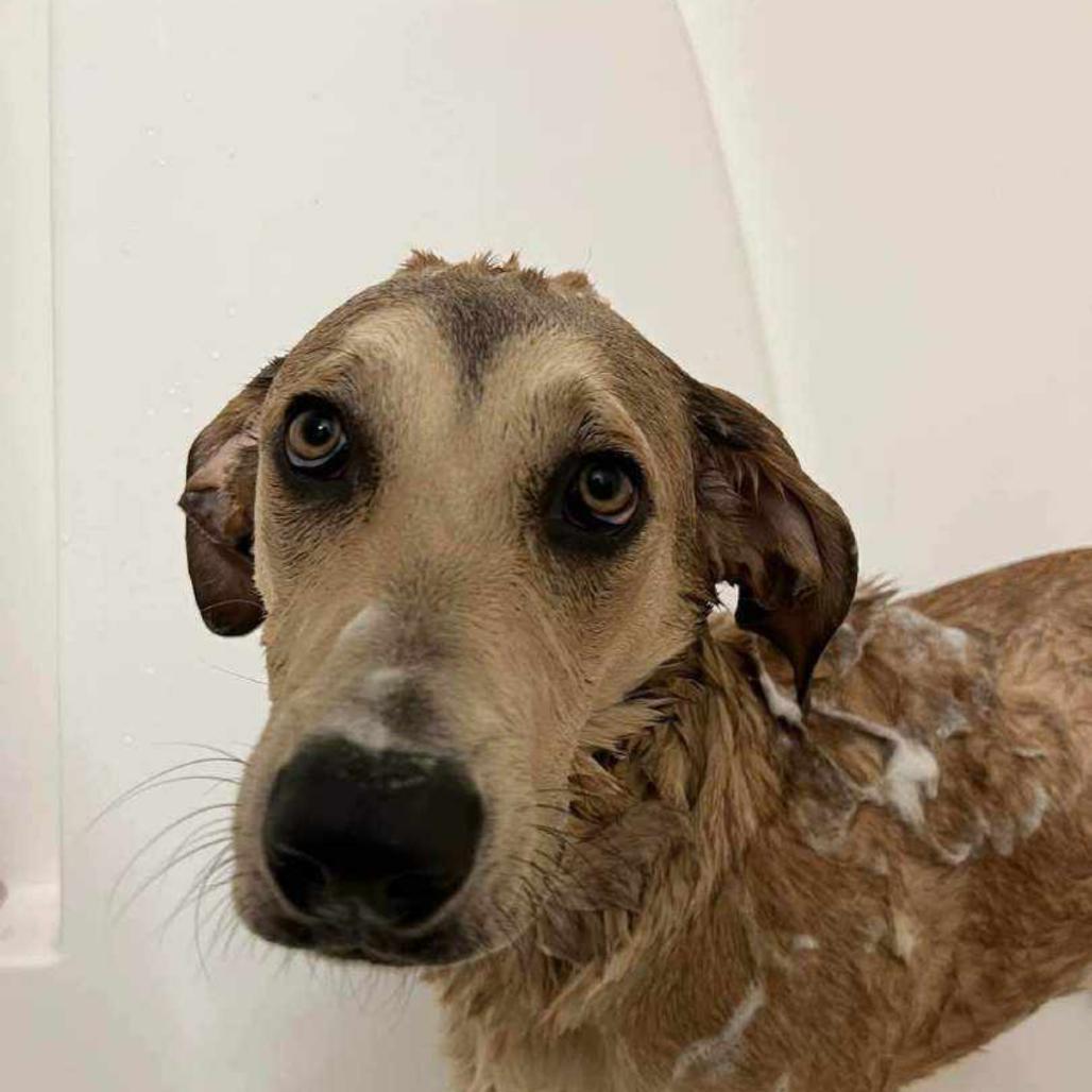 Enlarge Marni, a Adoptable mixed breed in Huntsville, AL image 2/6