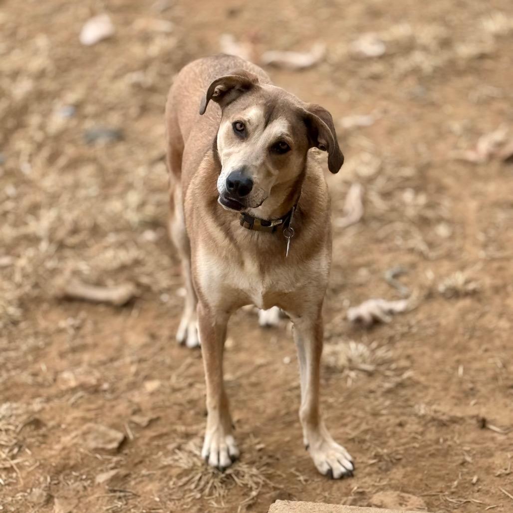 Enlarge Marni, a Adoptable mixed breed in Huntsville, AL image 3/6
