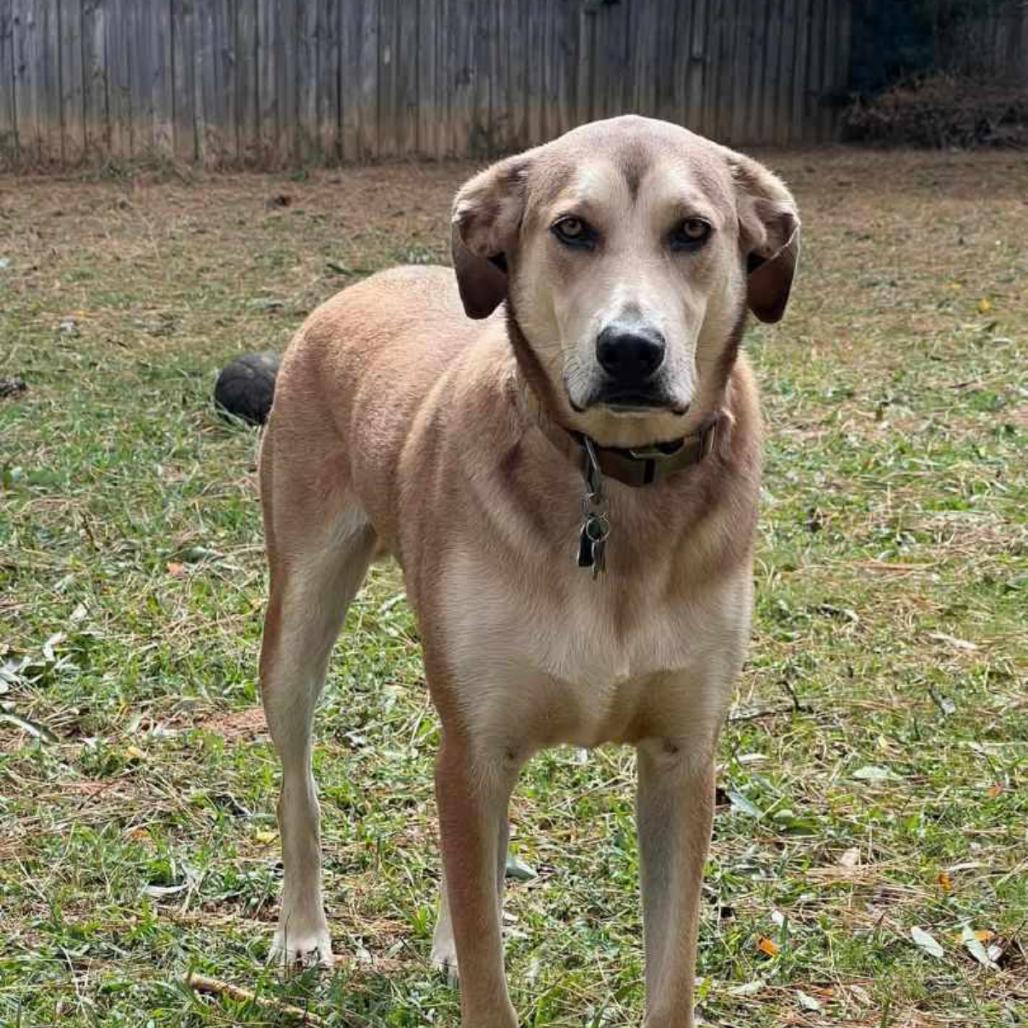 Enlarge Marni, a Adoptable mixed breed in Huntsville, AL image 4/6
