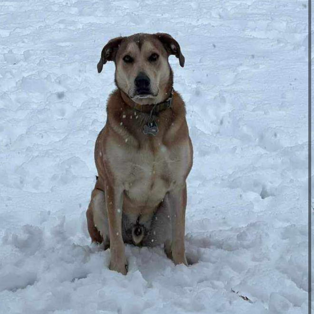 Enlarge Marni, a Adoptable mixed breed in Huntsville, AL image 5/6