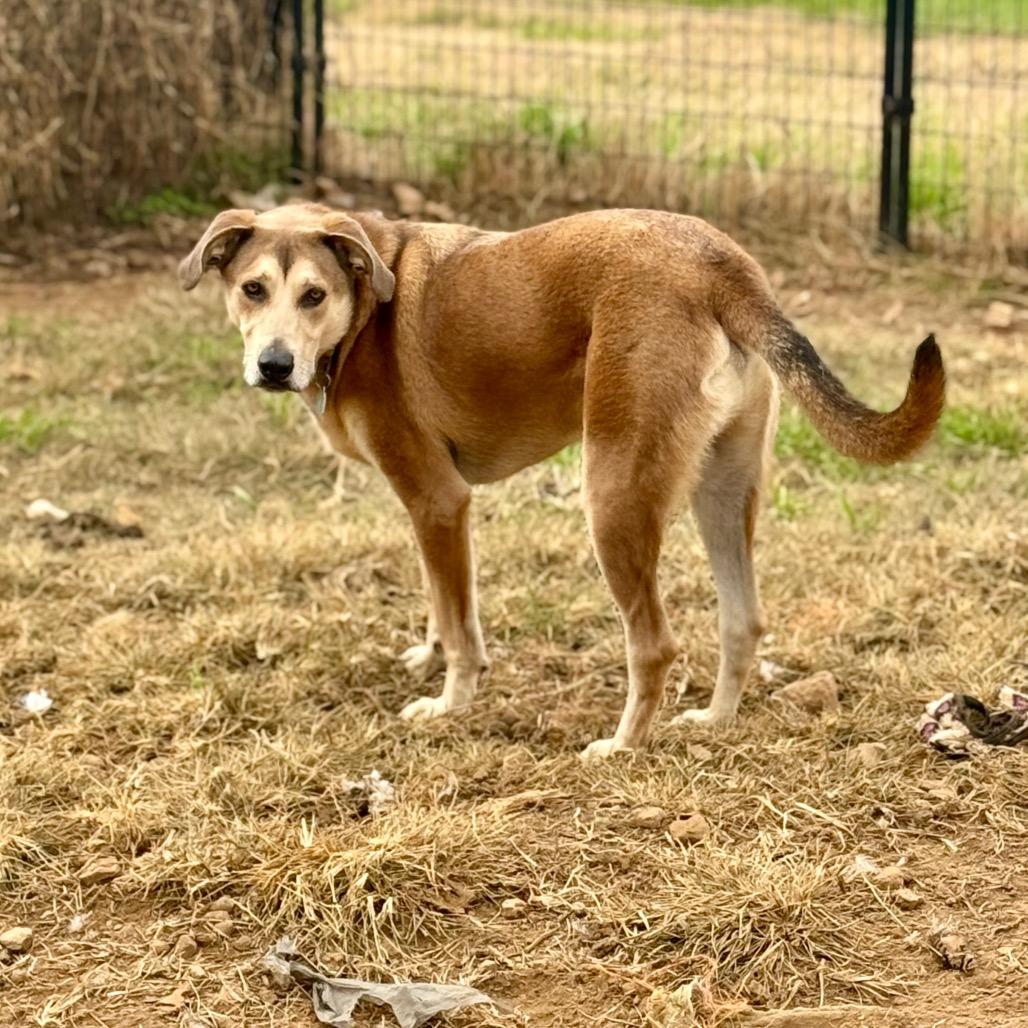 Enlarge Marni, a Adoptable mixed breed in Huntsville, AL image 6/6