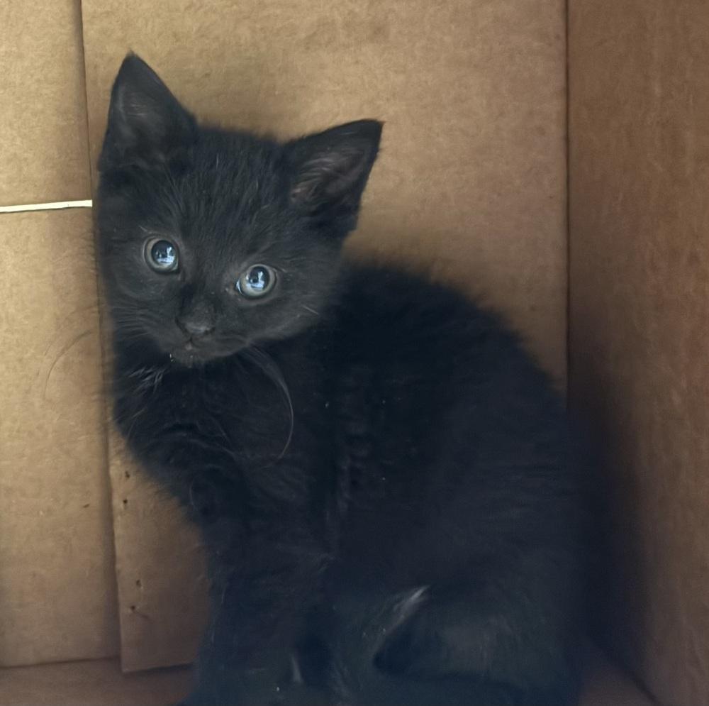 Opal, Adoptable, Kitten Female Domestic Short Hair.