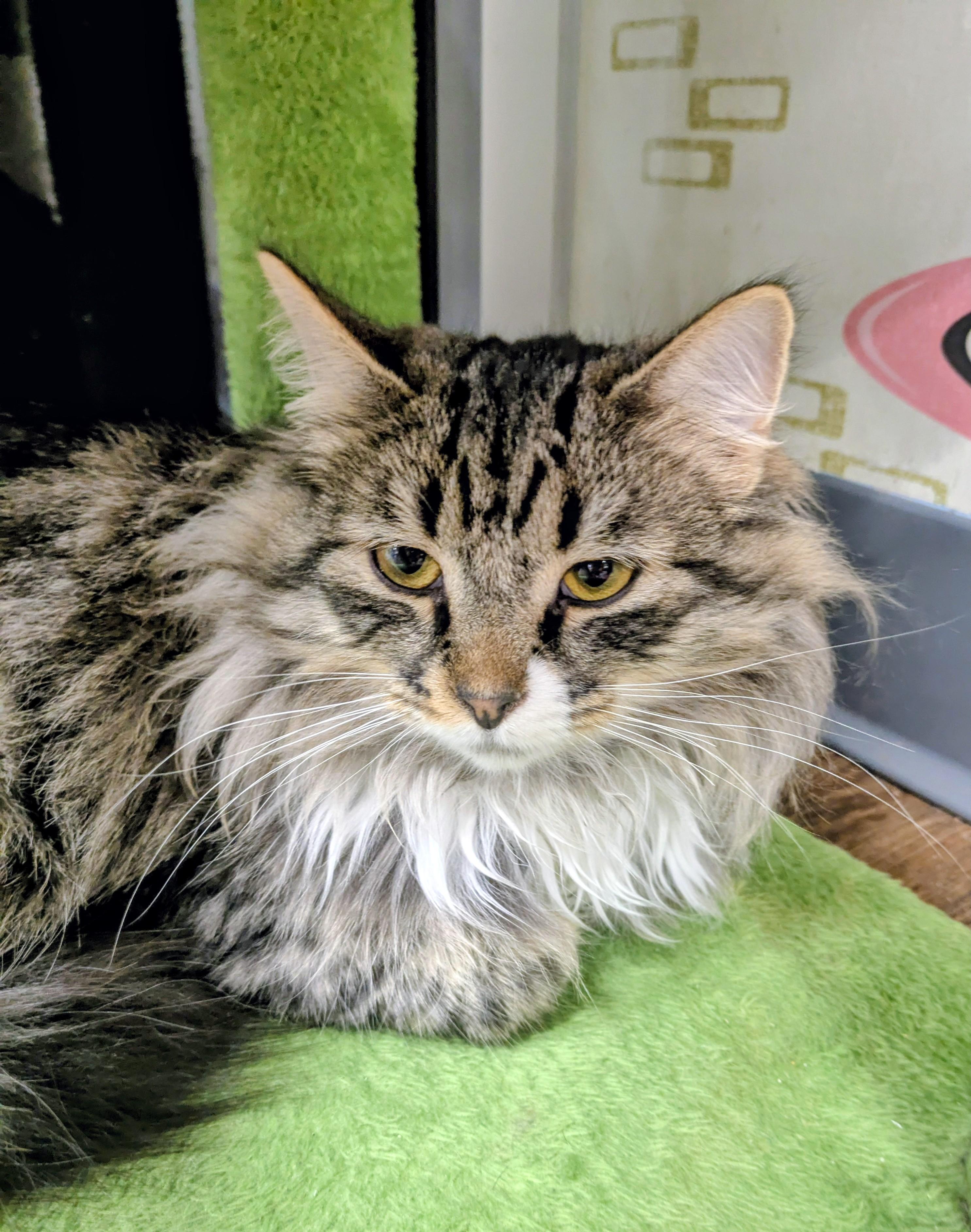 Enlarge Chiffon, an adopted Domestic Long Hair in Frederick, MD image 2/3