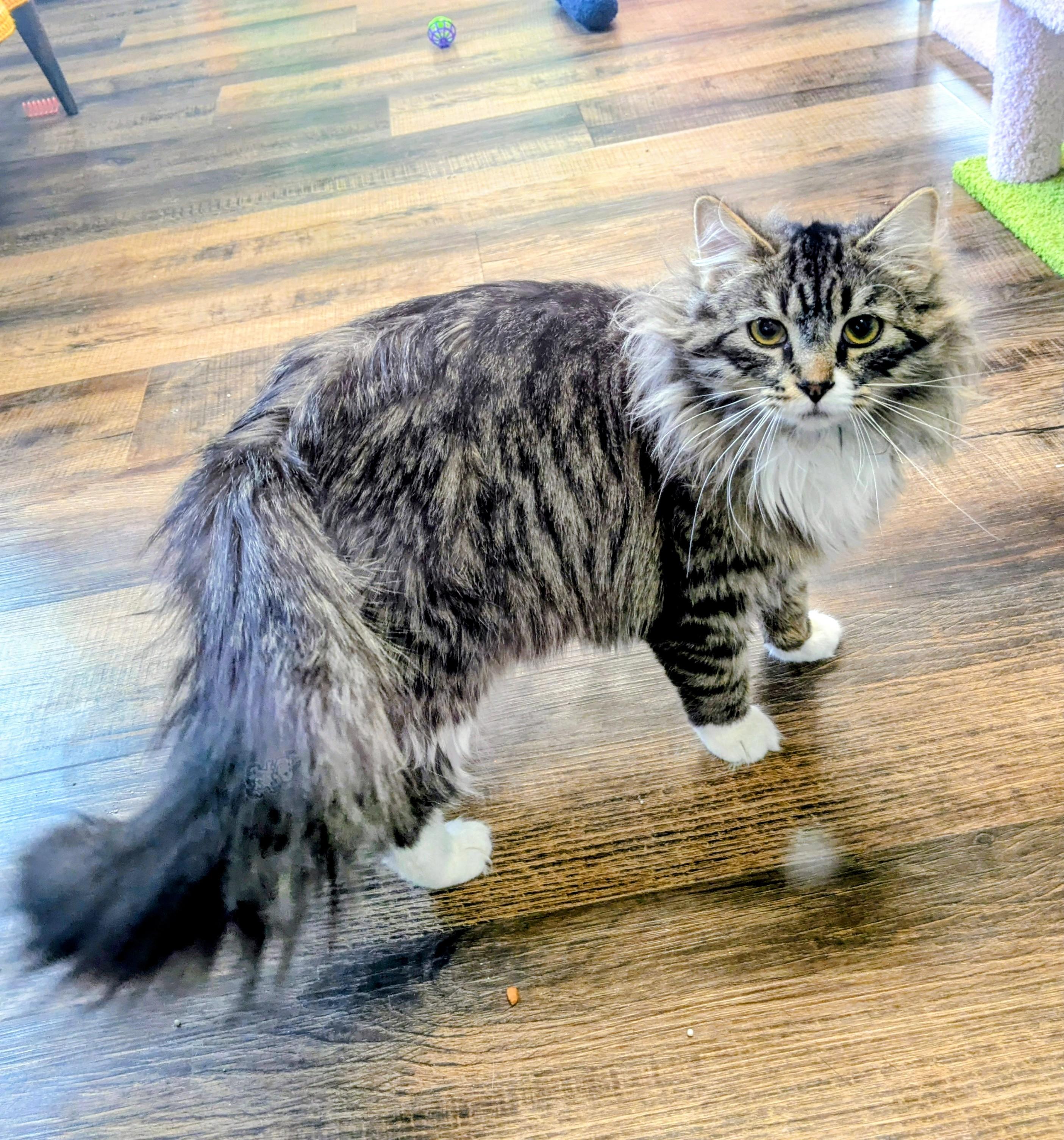 Enlarge Chiffon, an adopted Domestic Long Hair in Frederick, MD image 1/3