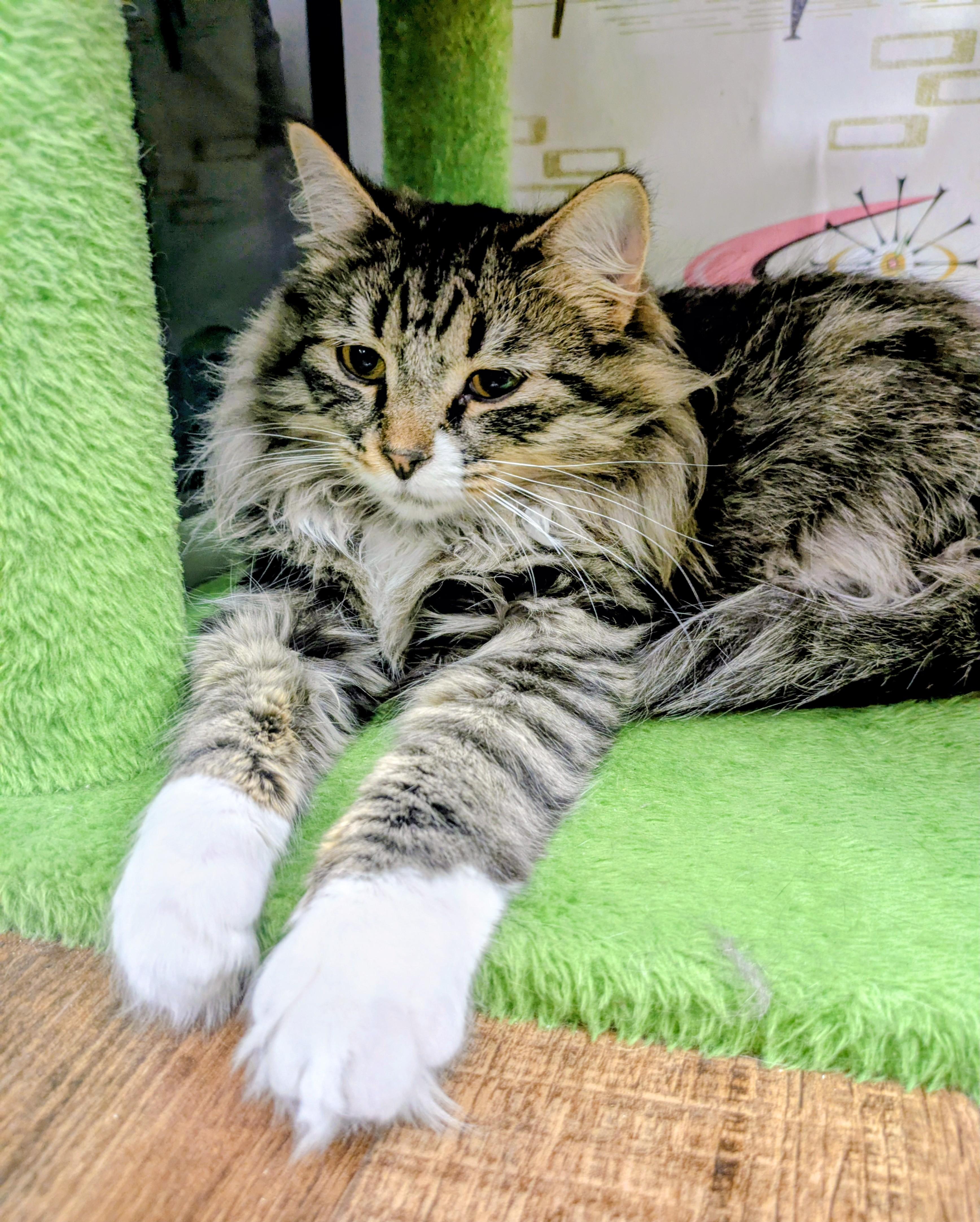 Enlarge Chiffon, an adopted Domestic Long Hair in Frederick, MD image 3/3