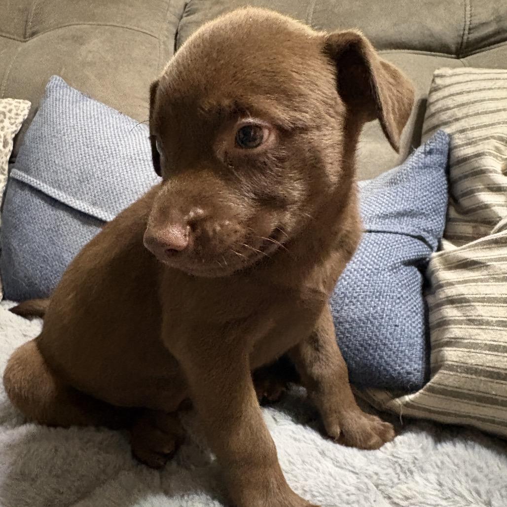 Enlarge Moose, a Adoptable mixed breed in Riverside, CA image 1/5