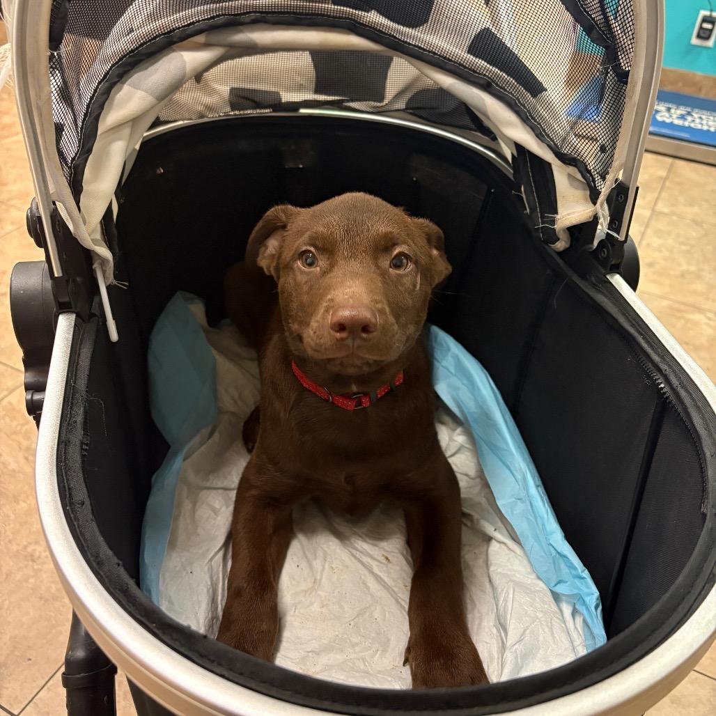 Enlarge Moose, a Adoptable mixed breed in Riverside, CA image 2/5