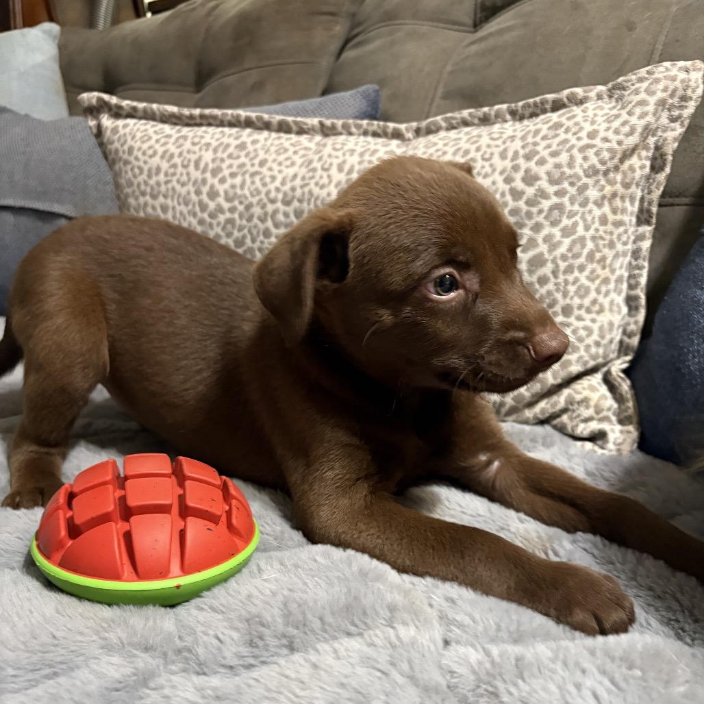Enlarge Moose, a Adoptable mixed breed in Riverside, CA image 3/5