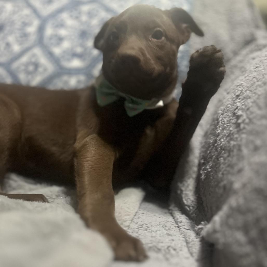 Enlarge Moose, a Adoptable mixed breed in Riverside, CA image 4/5