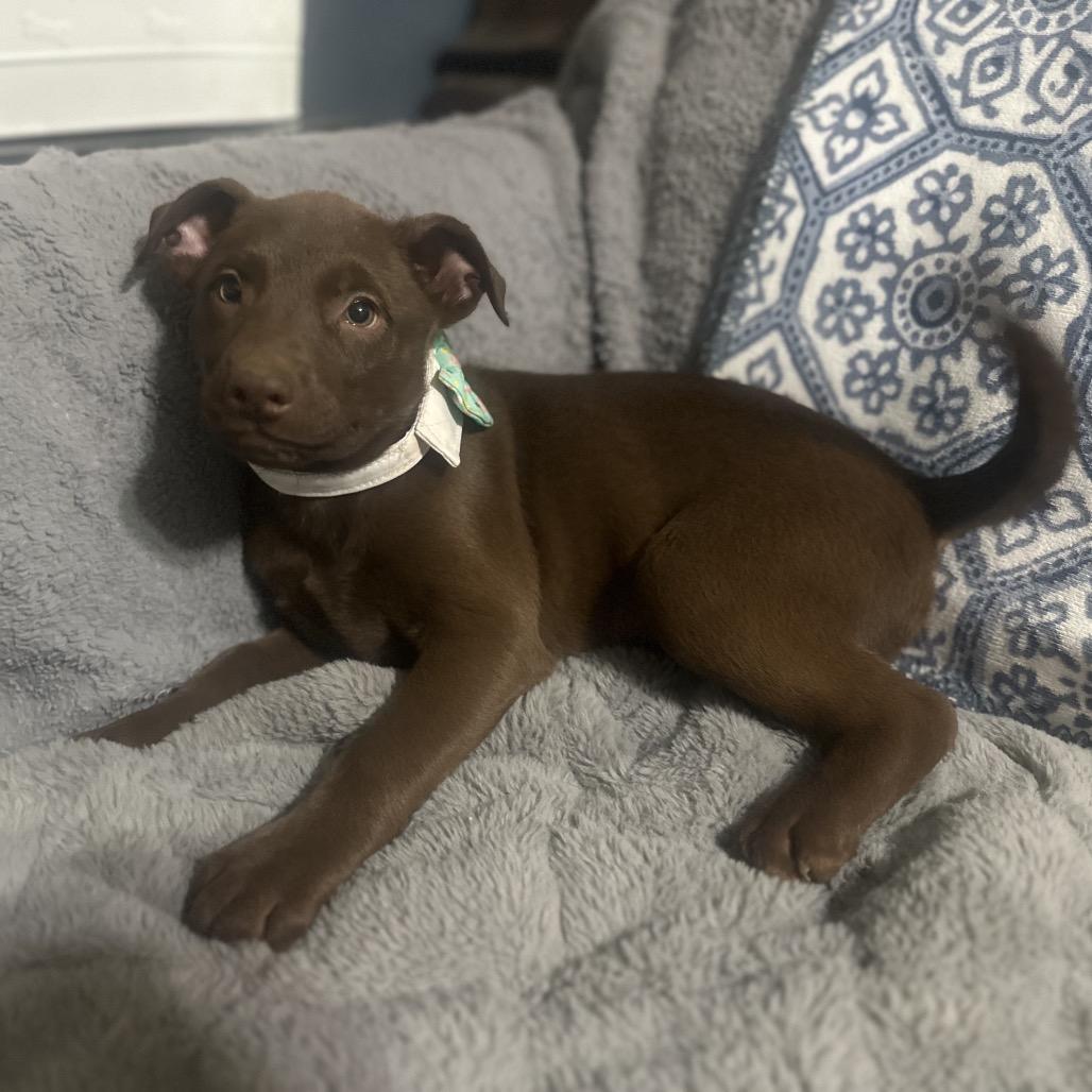 Enlarge Moose, a Adoptable mixed breed in Riverside, CA image 5/5