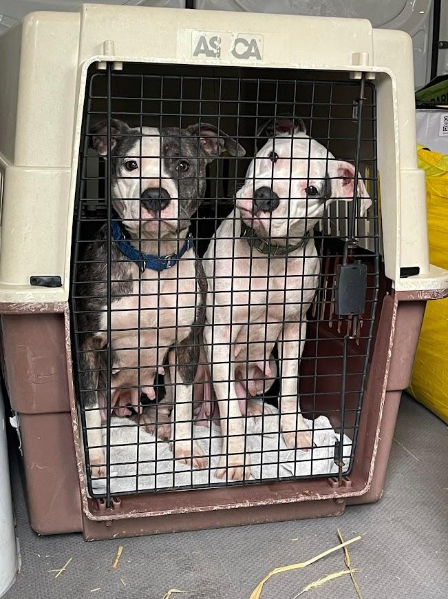 Enlarge Rain, a ADOPTABLE mixed breed in Shermans Dale, PA image 3/4