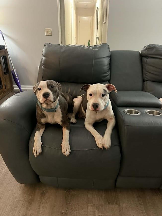 Enlarge Rain, a ADOPTABLE mixed breed in Shermans Dale, PA image 4/4