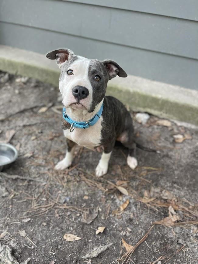 Enlarge Rain, a ADOPTABLE mixed breed in Shermans Dale, PA image 2/4