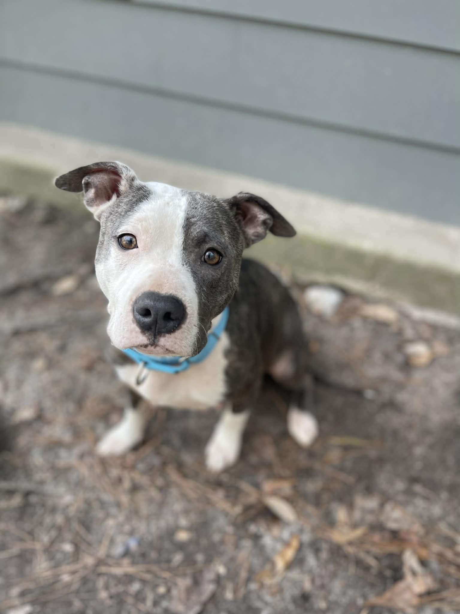 Rain, ADOPTABLE, Adult Female Pit Bull Terrier & Staffordshire Bull Terrier.