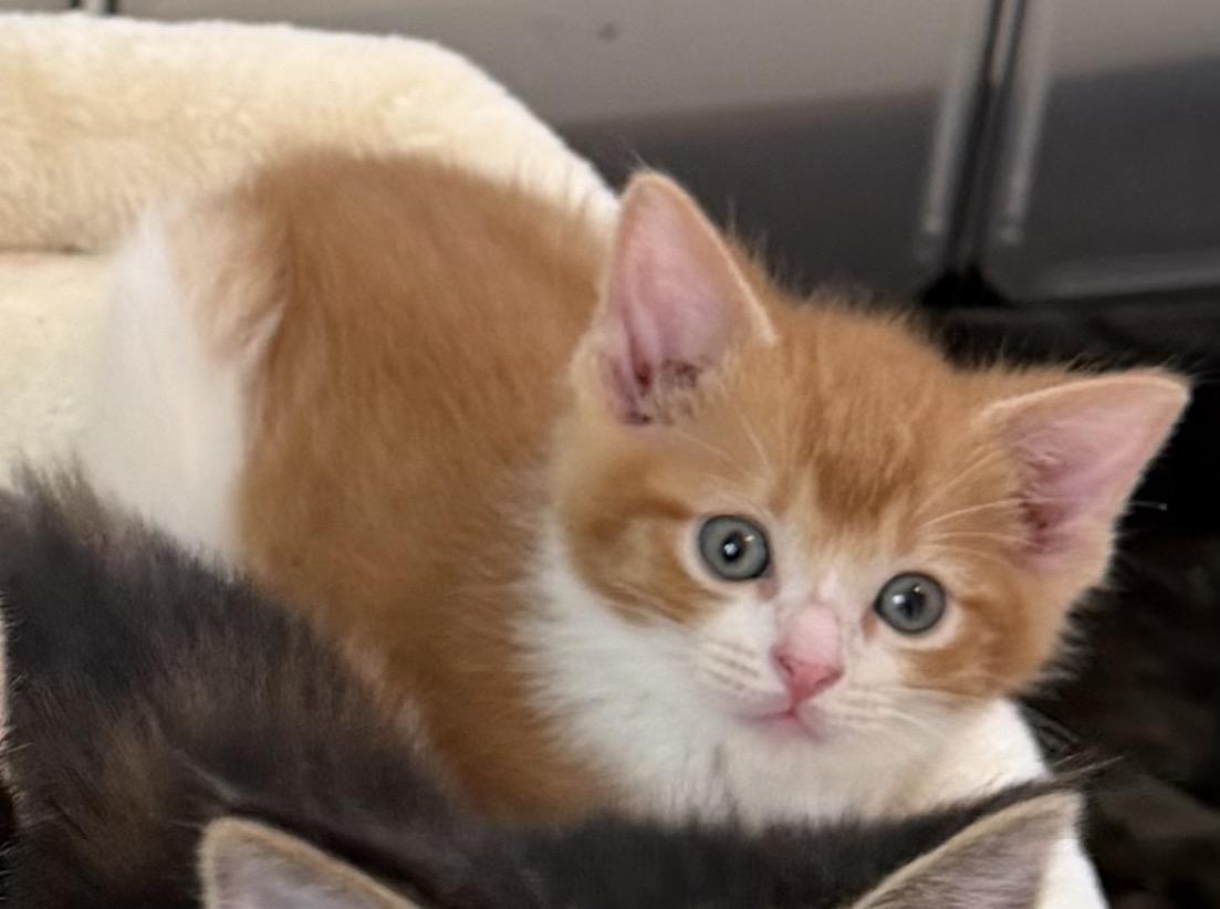 Enlarge Panko, a Adoptable Domestic Short Hair in Homewood, IL image 1/1