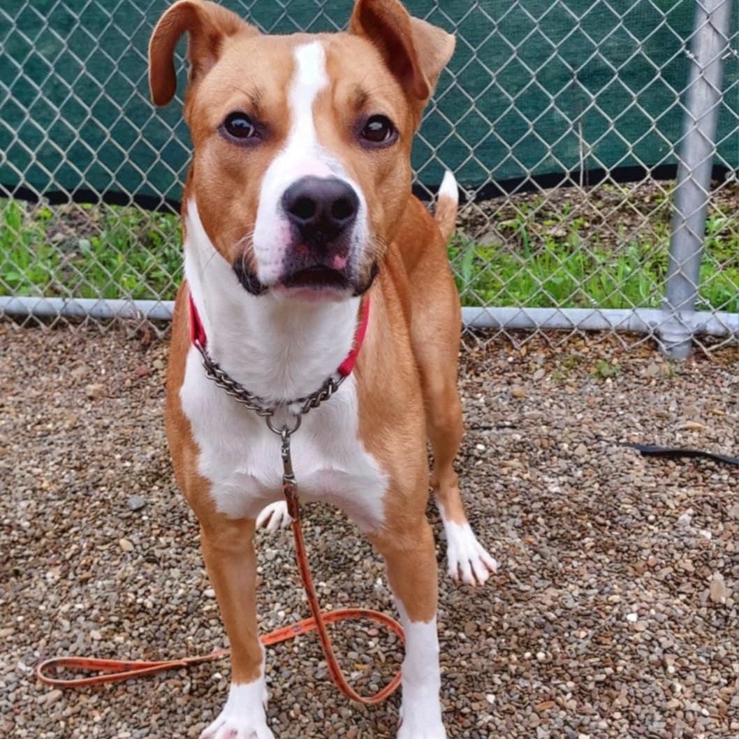 Enlarge Kyle, a Adoptable mixed breed in Falls Creek, PA image 2/6