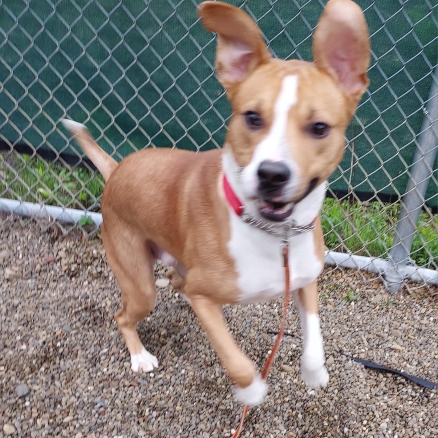 Enlarge Kyle, a Adoptable mixed breed in Falls Creek, PA image 3/6