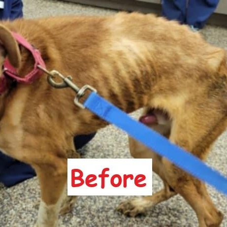 Enlarge Kyle, a Adoptable mixed breed in Falls Creek, PA image 4/6