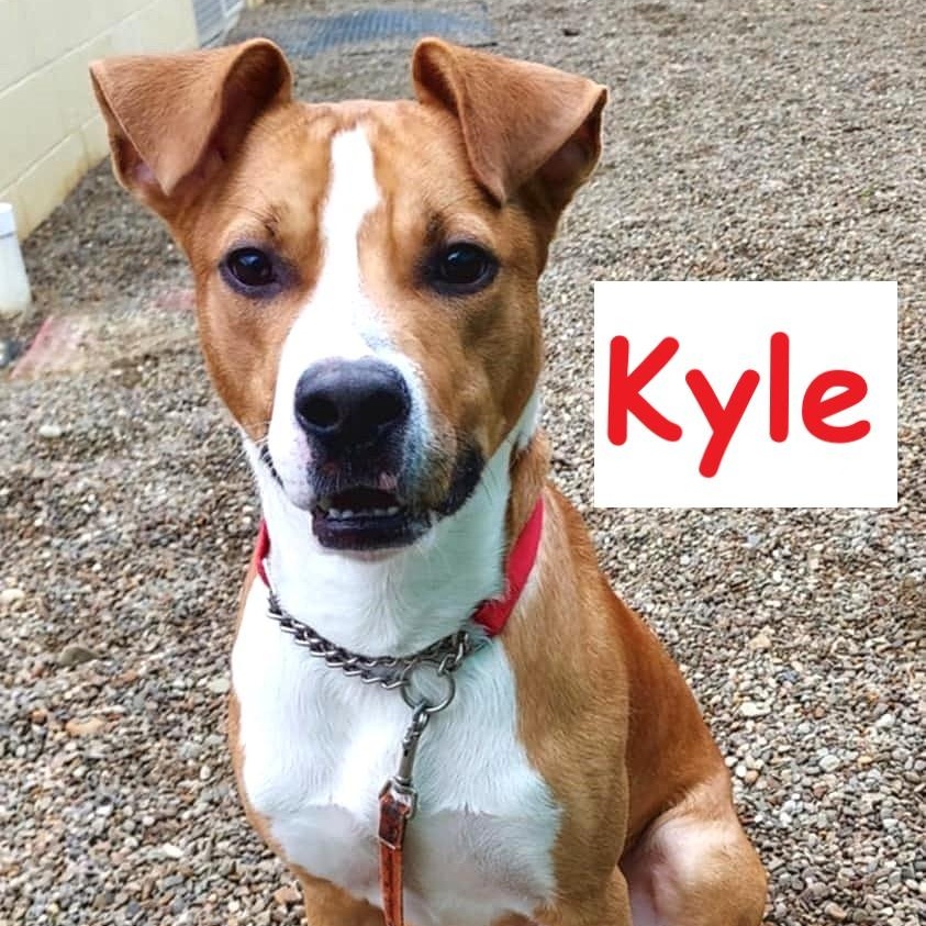 Enlarge Kyle, a Adoptable mixed breed in Falls Creek, PA image 1/6