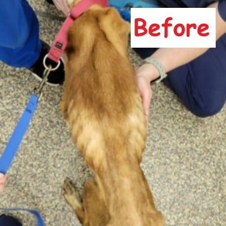 Enlarge Kyle, a Adoptable mixed breed in Falls Creek, PA image 5/6