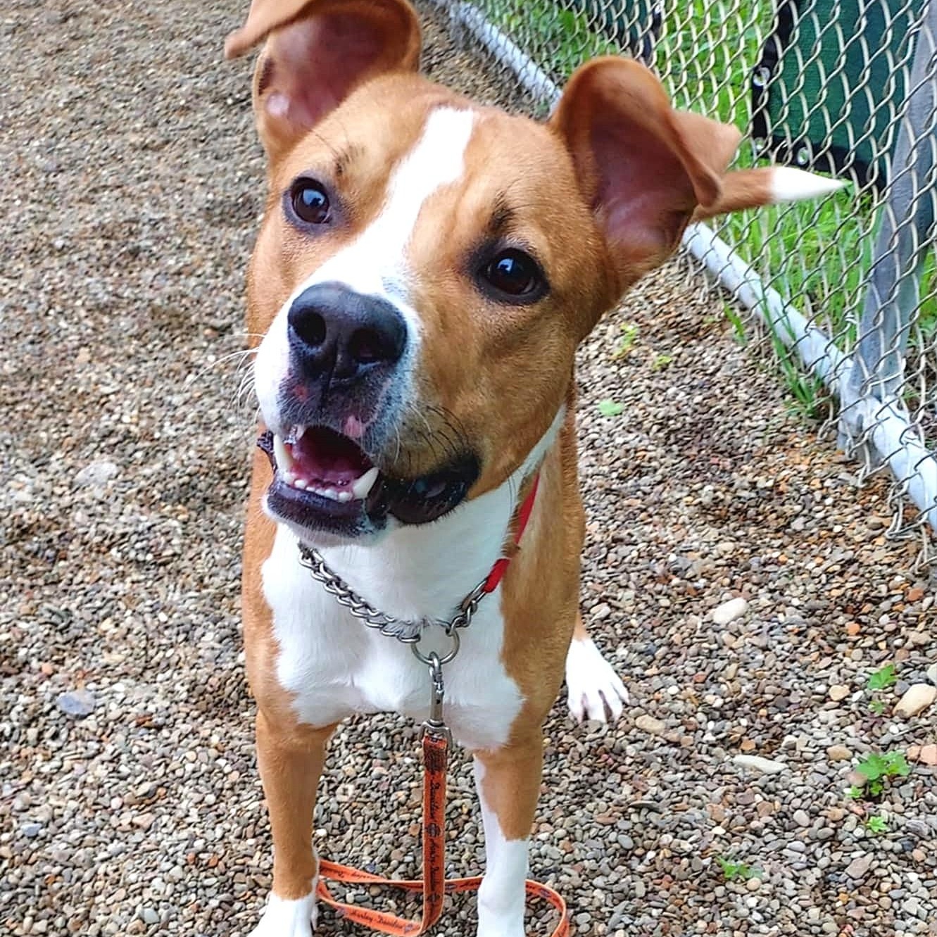 Enlarge Kyle, a Adoptable mixed breed in Falls Creek, PA image 6/6