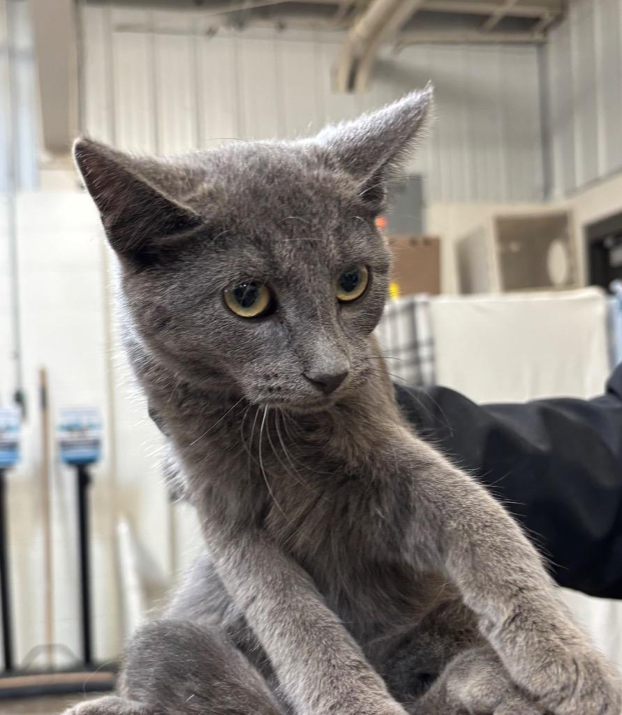 Enlarge Flint, a Adoptable mixed breed in Gillette, WY image 1/2