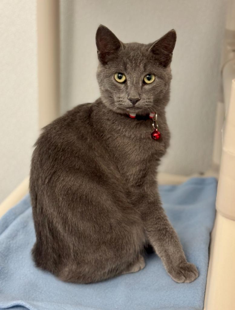 Enlarge Flint, a Adoptable mixed breed in Gillette, WY image 2/2