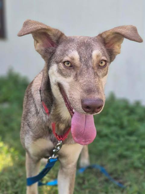 Enlarge Enzo, a Adoptable mixed breed in Vernon, CT image 4/6