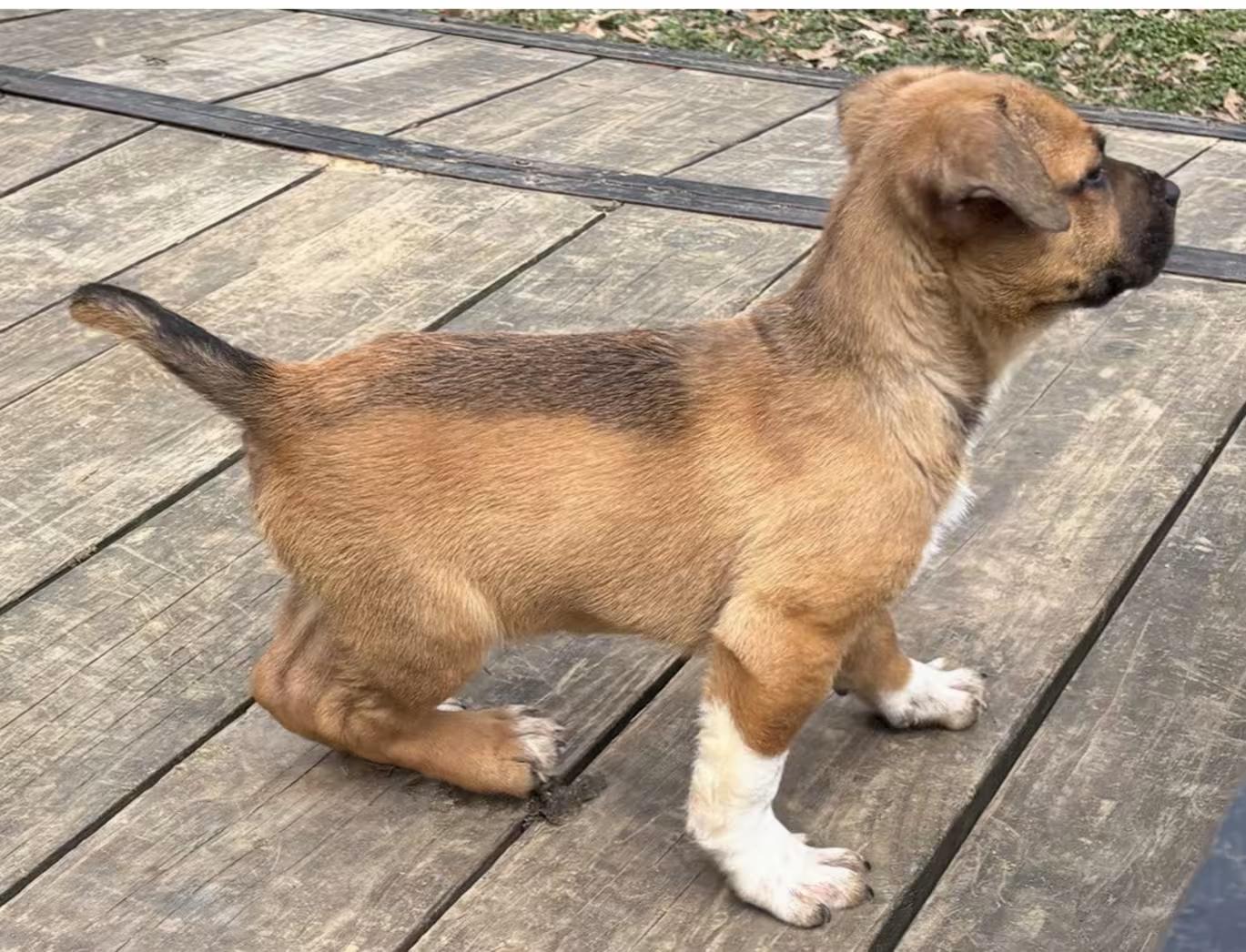 Enlarge Ruger, an adopted mixed breed in Watertown, CT image 2/2