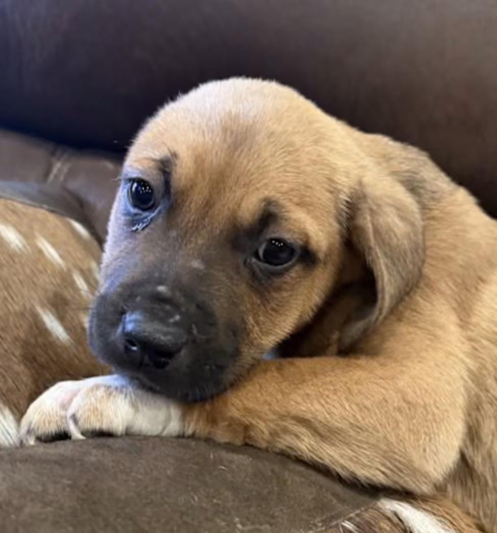 Ruger, adopted, Puppy Male Basset Hound & Beagle.