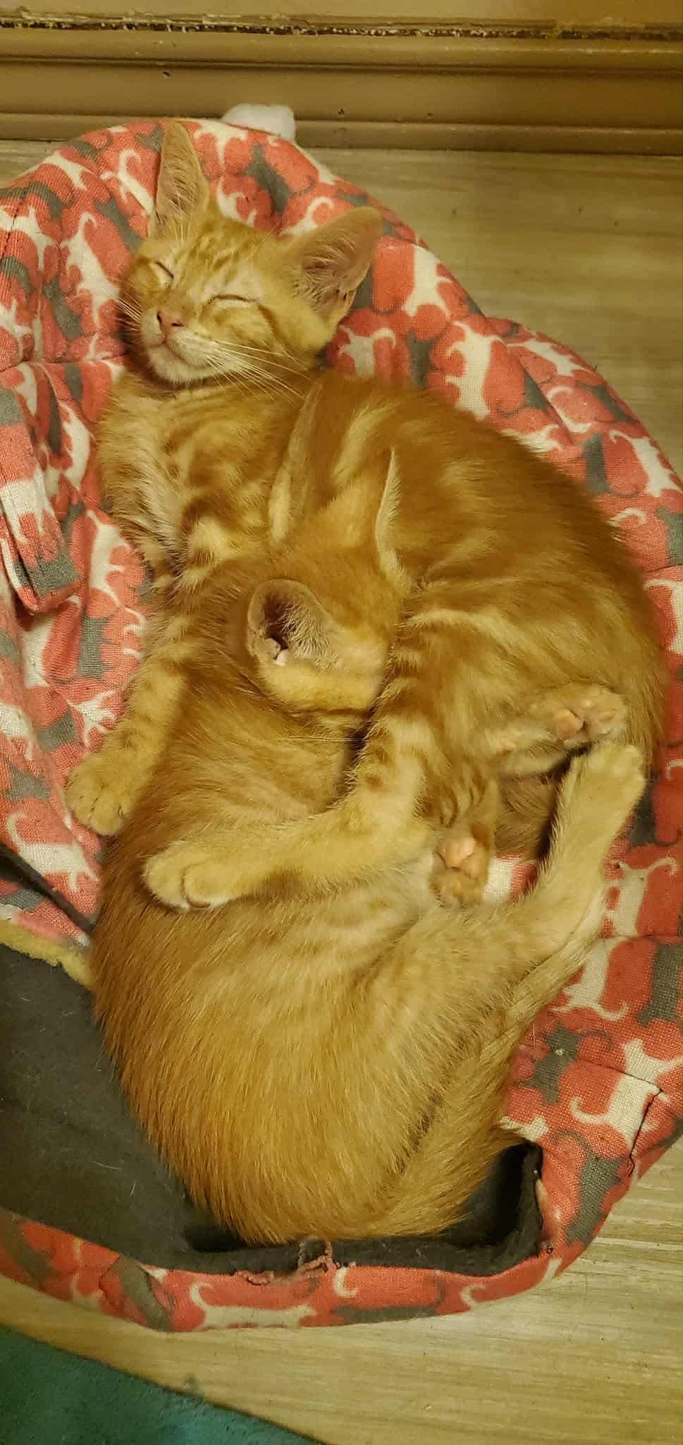 Enlarge Barley, a Adoptable Domestic Short Hair in Mabank, TX image 3/6