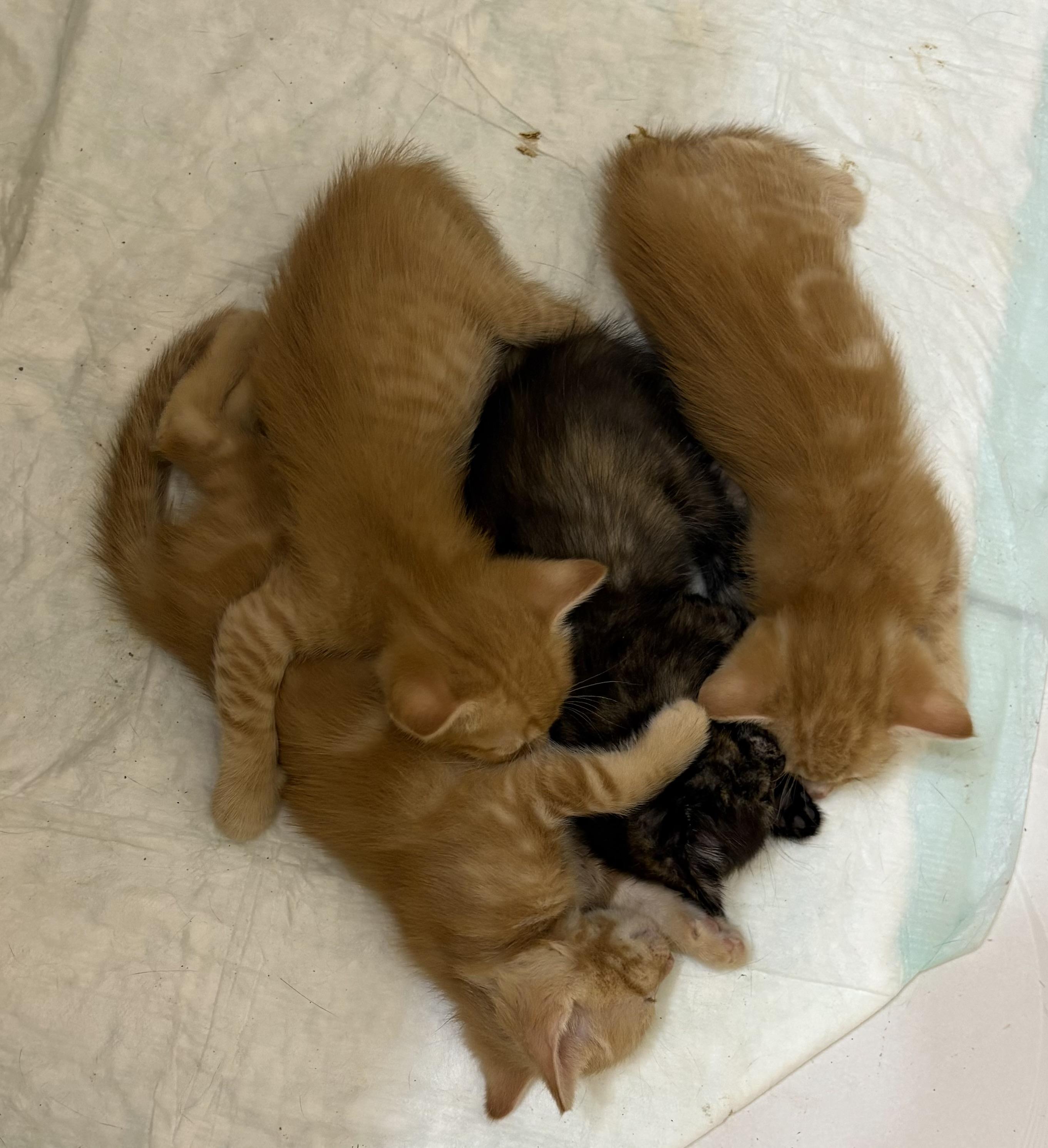 Enlarge Barley, a Adoptable Domestic Short Hair in Mabank, TX image 6/6