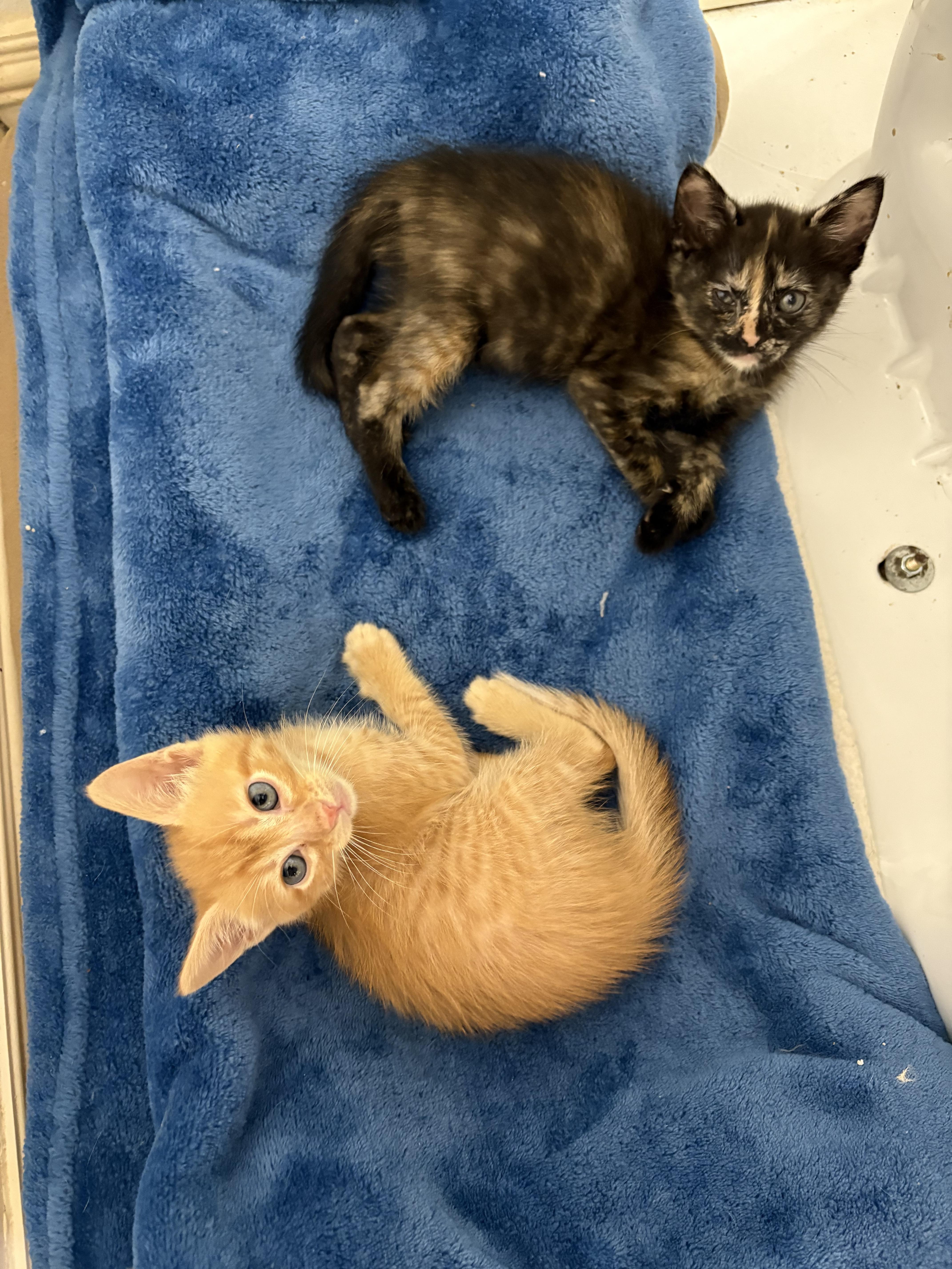 Enlarge Barley, a Adoptable Domestic Short Hair in Mabank, TX image 5/6