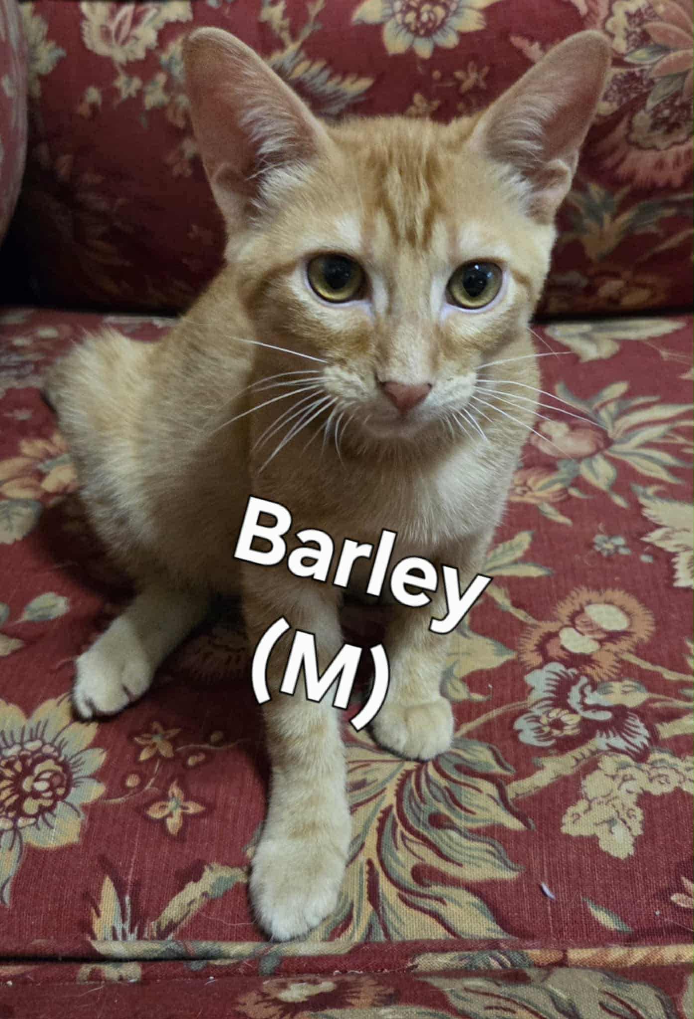 Barley