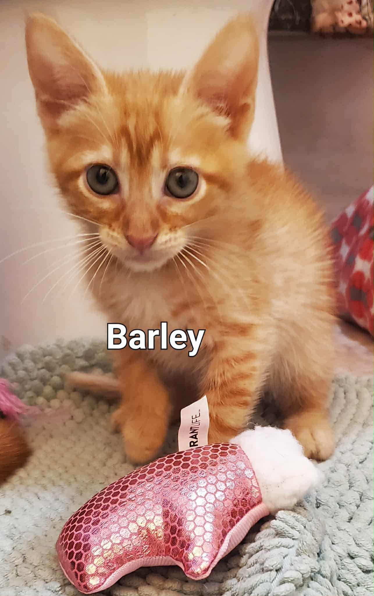 Enlarge Barley, a Adoptable Domestic Short Hair in Mabank, TX image 1/6