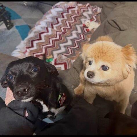 Stevie, a ADOPTABLE mixed breed in Red Hook, NY image 5/5