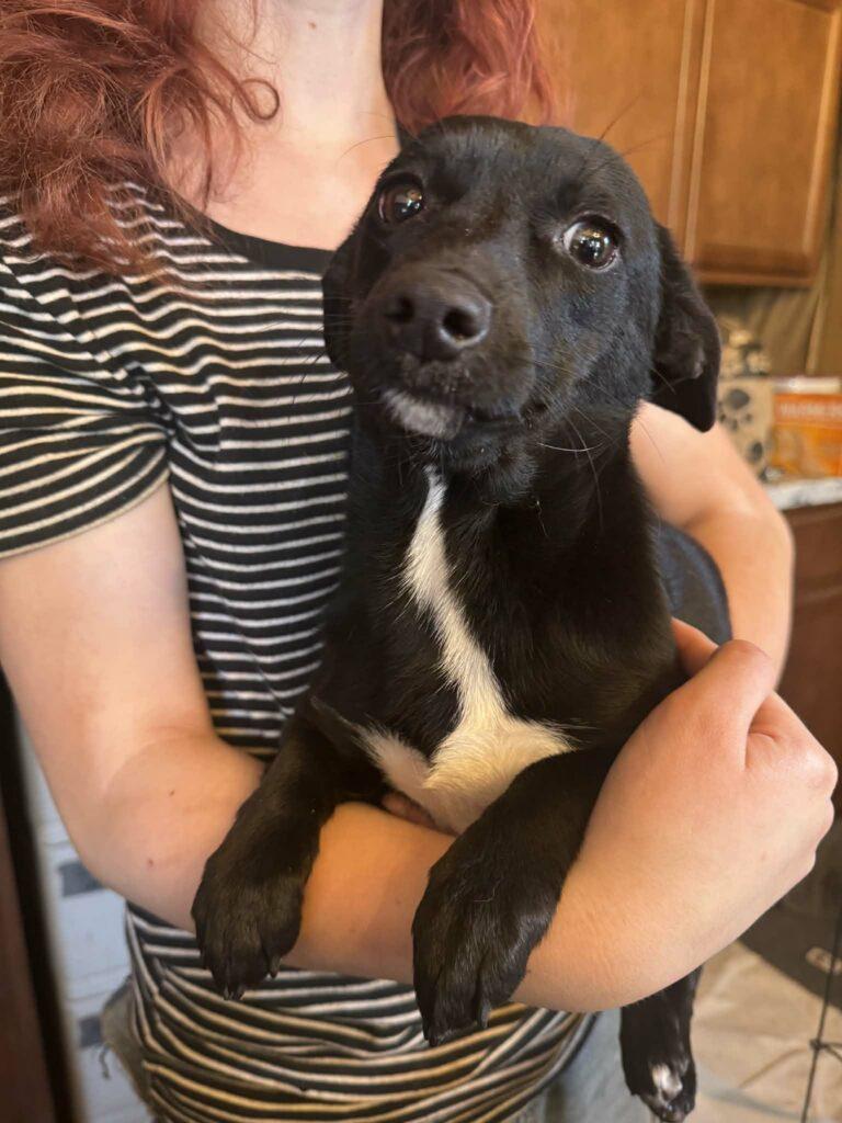 Stevie, a ADOPTABLE mixed breed in Red Hook, NY image 3/5