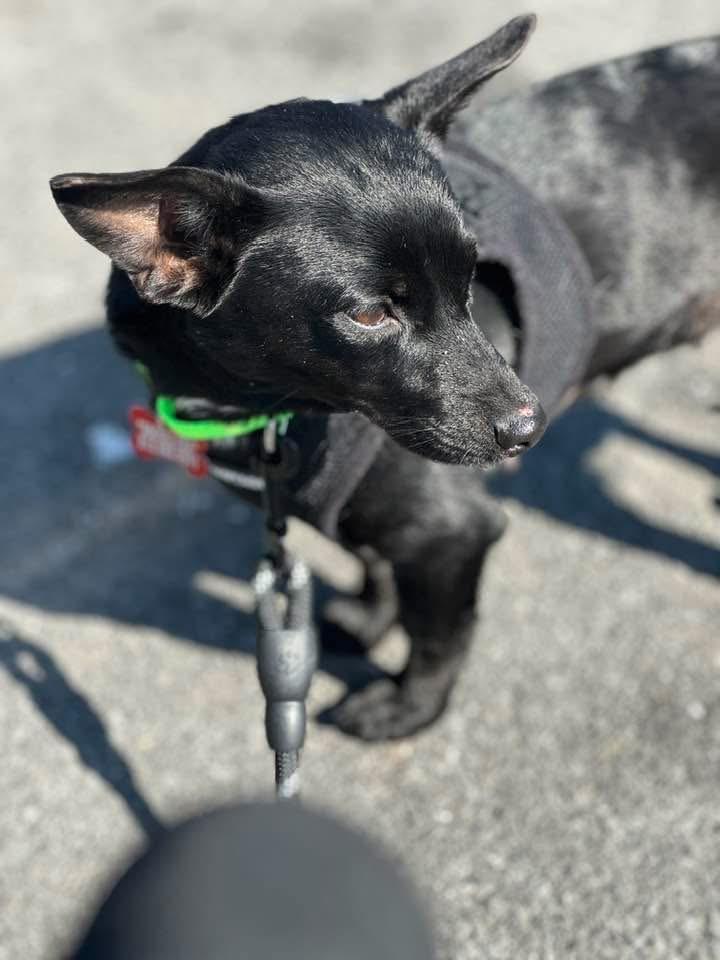 Stevie, ADOPTABLE, Young Female Chihuahua.