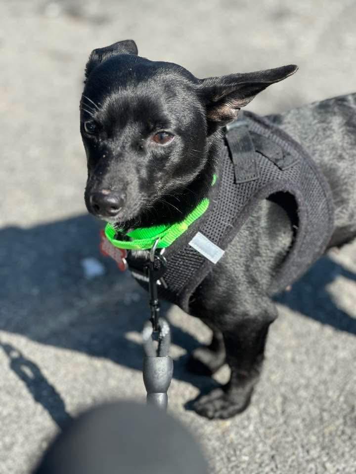 Stevie, a ADOPTABLE mixed breed in Red Hook, NY image 2/5