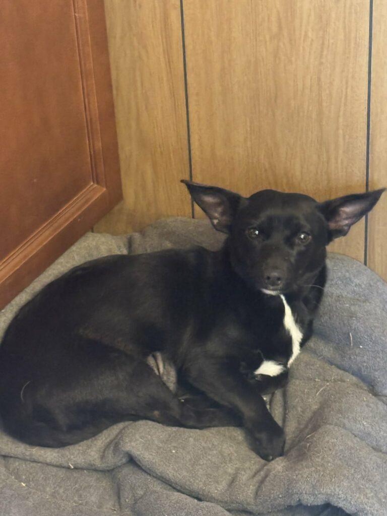 Stevie, a ADOPTABLE mixed breed in Red Hook, NY image 4/5