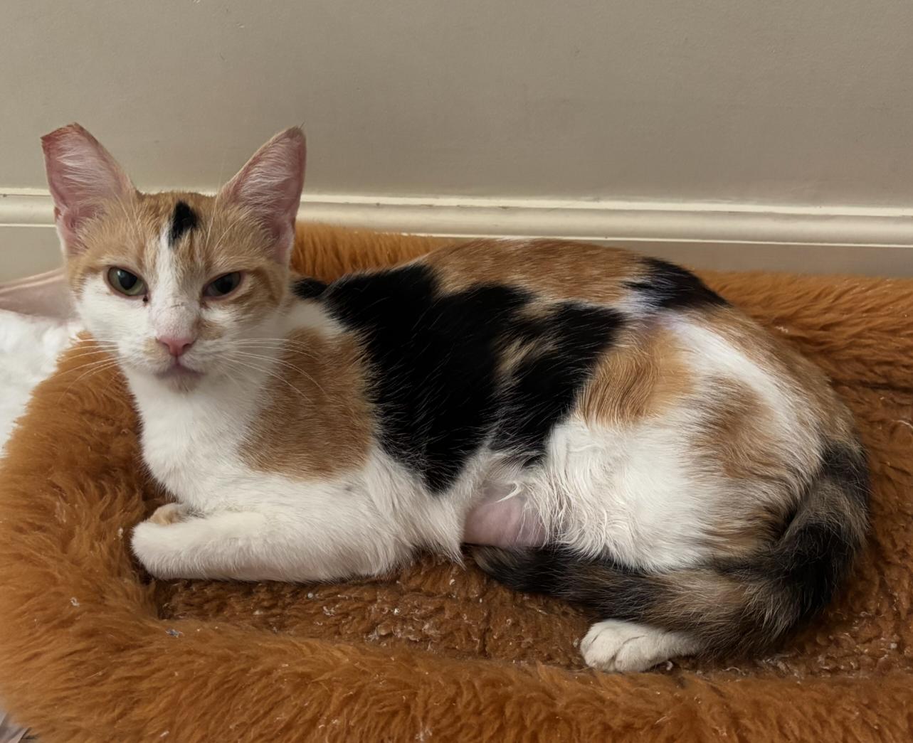 Marigold, a Adoptable Calico in Fullerton, CA image 1/2